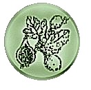 BioCyc logo